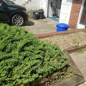 Bush Trimming by Hugo Lopez Landscaping reviewed on August 15, 2025