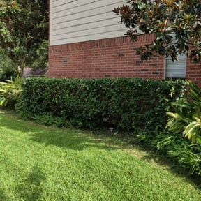 Bush Trimming by Just2Hands reviewed on August 16, 2025