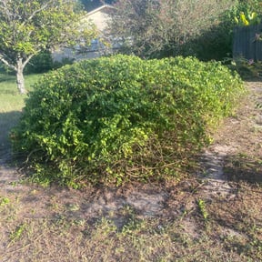 Bush Trimming by Ground Effects reviewed on August 18, 2025