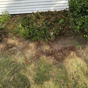 Bush Trimming by Everything Is Everything LLC reviewed on November 9, 2025