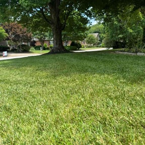 yard work by Nycstro LLC reviewed on August 19, 2025
