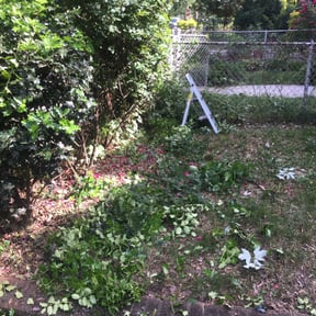 Bush Trimming by Patriot Blades Lawn Co. reviewed on August 20, 2025