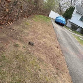 Leaf Removal by CNR Landscaping reviewed on June 1, 2026