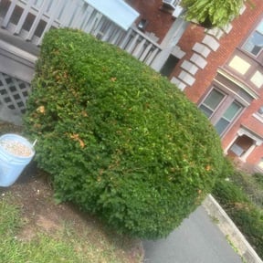 Bush Trimming by amazing r&r landscaping reviewed on August 20, 2025