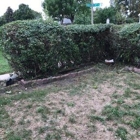 Bush Trimming by Los Compladres Lawn Service reviewed on August 14, 2025