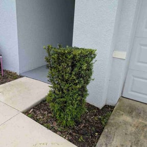 Bush Trimming by AMG Outdoor Services LLC reviewed on April 8, 2026