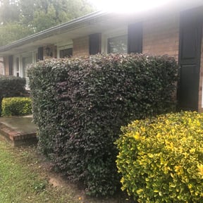 Bush Trimming by SGP Lawn Services reviewed on August 18, 2025