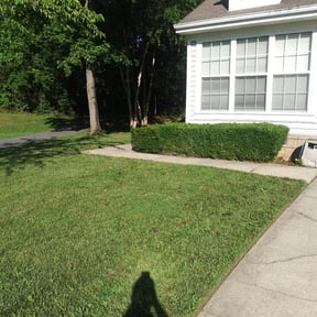 Bush Trimming by Contreras Outdoors reviewed on August 15, 2025