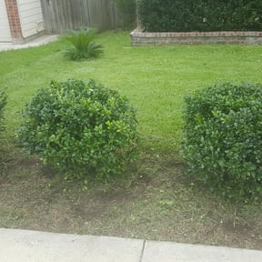 Bush Trimming by TENNESSEE SHARPEST LAWNS reviewed on August 21, 2025