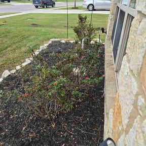 Bush Trimming by Angel&#039;s landscaping reviewed on November 24, 2025
