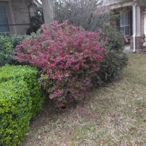 Bush Trimming by Rich Services reviewed on August 15, 2025