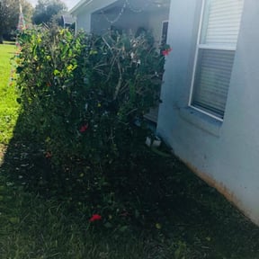 Bush Trimming by AG Lawn & Services reviewed on August 20, 2025