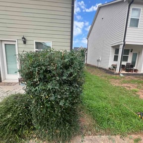 Bush Trimming by Ultimate Landscape Contractor reviewed on August 24, 2026