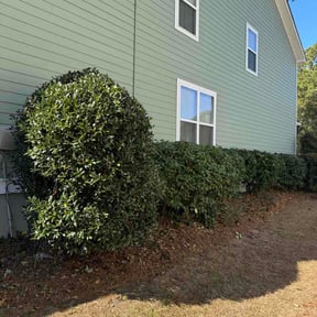 Bush Trimming by Anthonys Home &amp; Outdoor Services llc reviewed on February 9, 2026