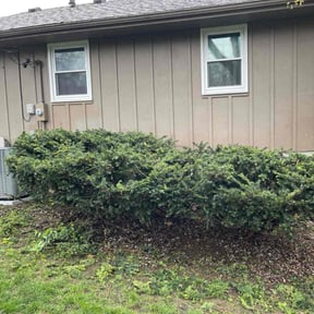 Bush Trimming by Emerson mowing reviewed on August 17, 2025