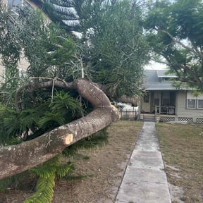 Bush Trimming by Mow &amp; Go reviewed on November 22, 2025