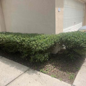 Bush Trimming by Greenscape LLC. reviewed on August 19, 2025