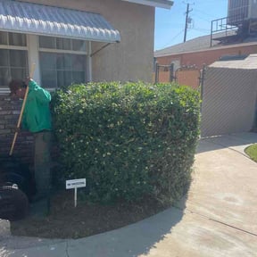 Bush Trimming by TruGreen LawnCare reviewed on March 20, 2026