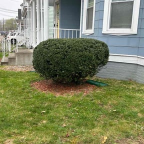 Bush Trimming by Precision Lawn Care of VA reviewed on August 16, 2025
