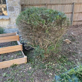 Bush Trimming by Diligence reviewed on August 18, 2025