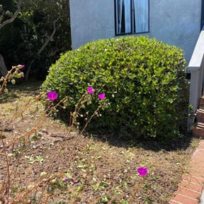 Bush Trimming by Morris Landscaping Services reviewed on August 20, 2025