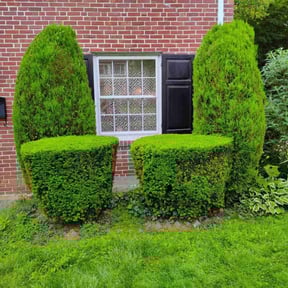 Bush Trimming by Shane's Lawn Services reviewed on August 16, 2025