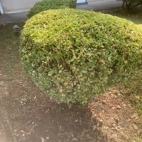Bush Trimming by GMC Landscaping, LLC reviewed on August 19, 2025