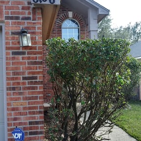 Bush Trimming by Green Dream Landscaping LLC reviewed on August 15, 2025