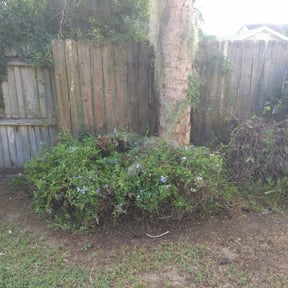 Bush Trimming by Bo Mows reviewed on August 18, 2025