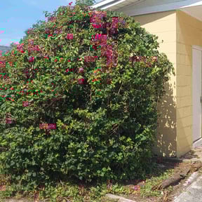 Bush Trimming by EZe quality scapes reviewed on August 20, 2025