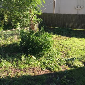 Bush Trimming by Triple Diamond Landscaping reviewed on August 21, 2025