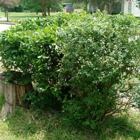 Bush Trimming by El Coqui Lawn Care reviewed on August 20, 2025