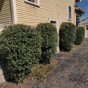 Bush Trimming by Payne lawncare reviewed on August 18, 2025