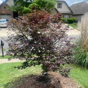 Bush Trimming by Code Green Lawn Maintenance and Renovation reviewed on June 2, 2026
