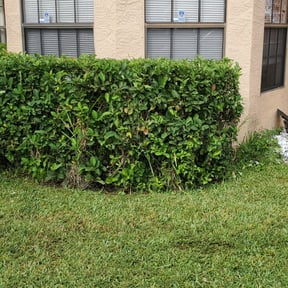 Bush Trimming by Forecast Lawn Service reviewed on August 15, 2025