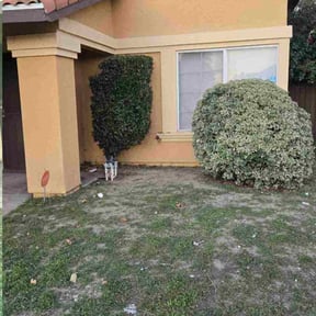 Bush Trimming by Aqua Lawn reviewed on December 24, 2025