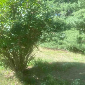 Bush Trimming by Quick Fix Kris reviewed on July 29, 2026