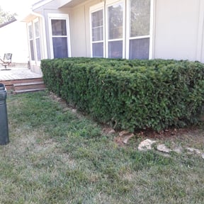 Bush Trimming by Better Business Professionals reviewed on August 21, 2025