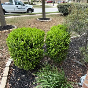 Bush Trimming by Elegant Lawn Care reviewed on August 20, 2025