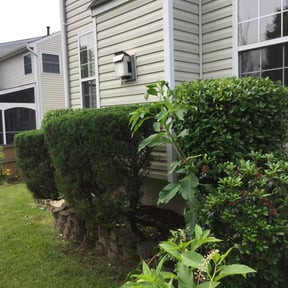 Bush Trimming by Evolution Landscape Maintenance reviewed on August 15, 2025