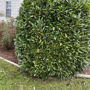 Bush Trimming by 3GUYSLAWNCARE reviewed on October 24, 2025