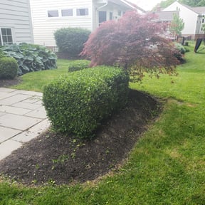 Bush Trimming by Triple Crown Landscape reviewed on August 20, 2025