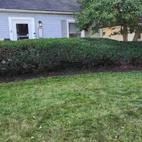 Bush Trimming by A&amp;M Lawn Care reviewed on October 19, 2025