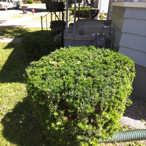 Bush Trimming by Grasshopper Lawn Care reviewed on August 17, 2025