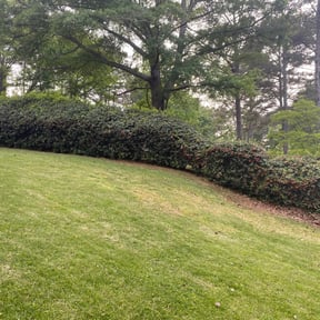 Bush Trimming by D&B reviewed on August 21, 2025