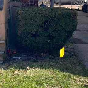 Bush Trimming by Last Minute Lawn Care & Outdoor Services reviewed on August 15, 2025