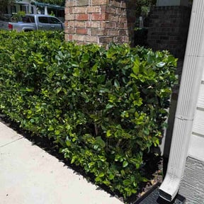 Bush Trimming by S &amp; S Outdoor Solutions reviewed on July 28, 2026