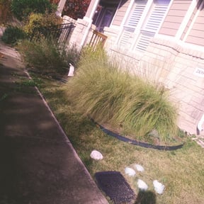 Bush Trimming by Taylor lawn care reviewed on August 16, 2025