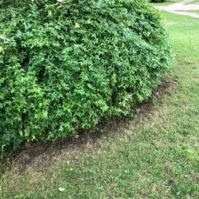Bush Trimming by Gonzalez Landscaping reviewed on August 19, 2025