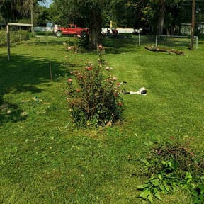 Bush Trimming by Cal lawn reviewed on January 2, 2026